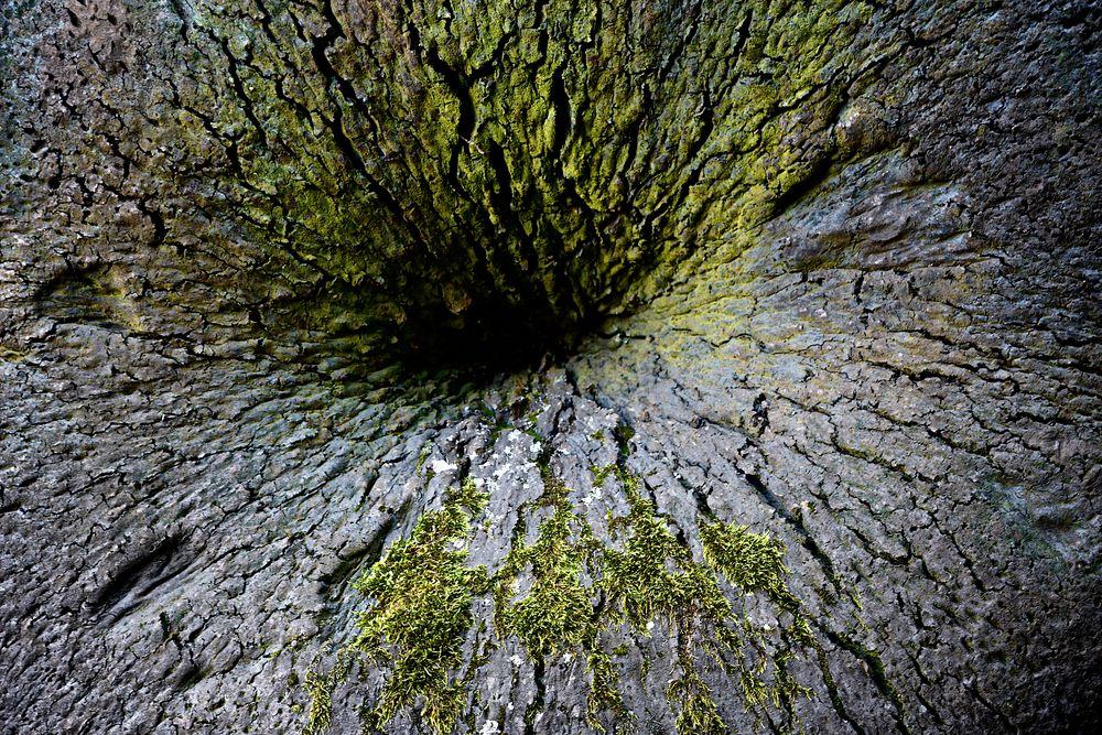 Das grüne Loch im Baum