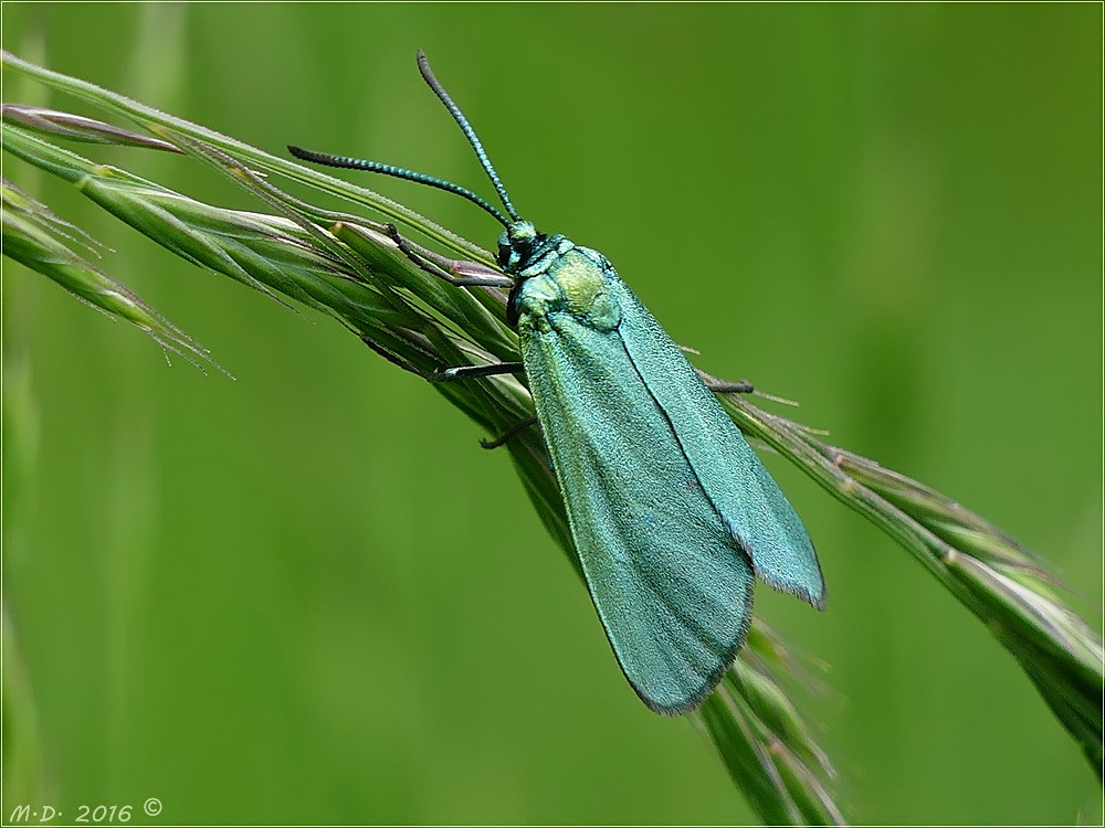 Das 'Grünwidderchen'  (weibl.)....