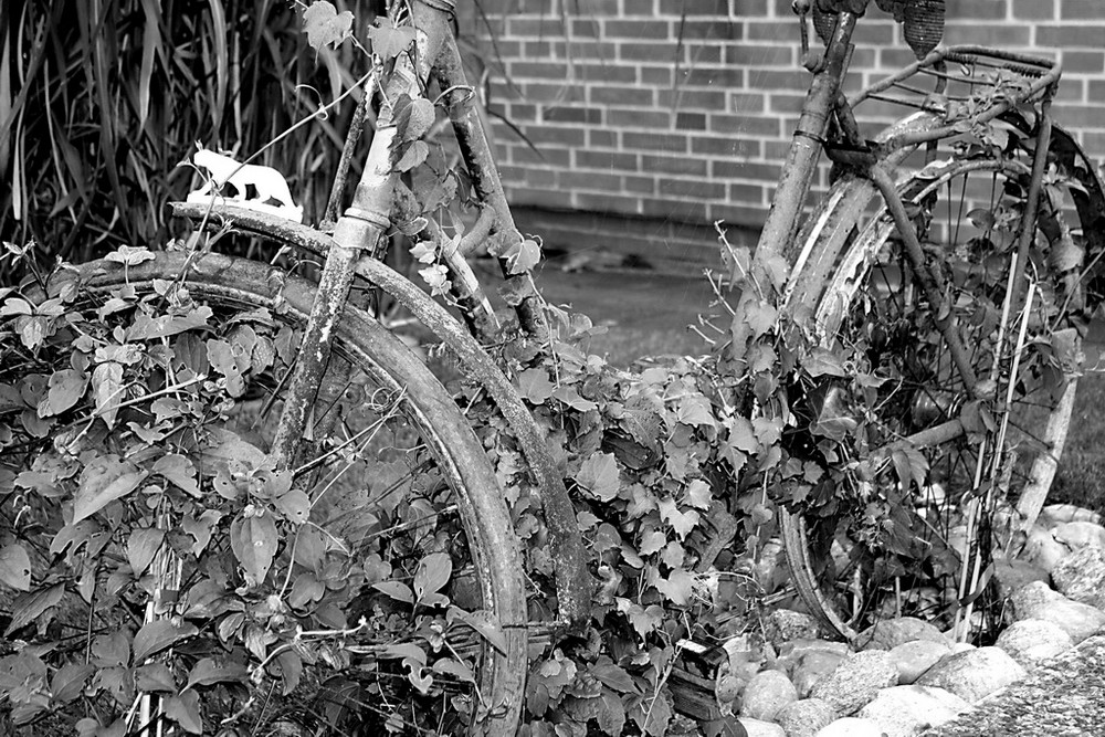Das Grünzeug und sein Fahrrad...