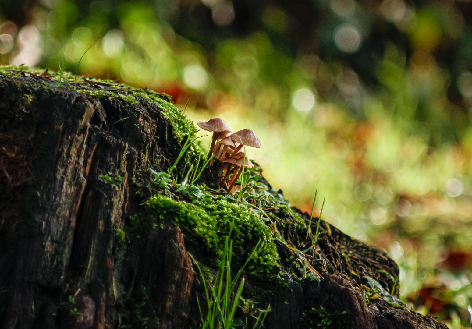 Das Grüppchen Foto & Bild pflanzen, pilze & flechten, pilze