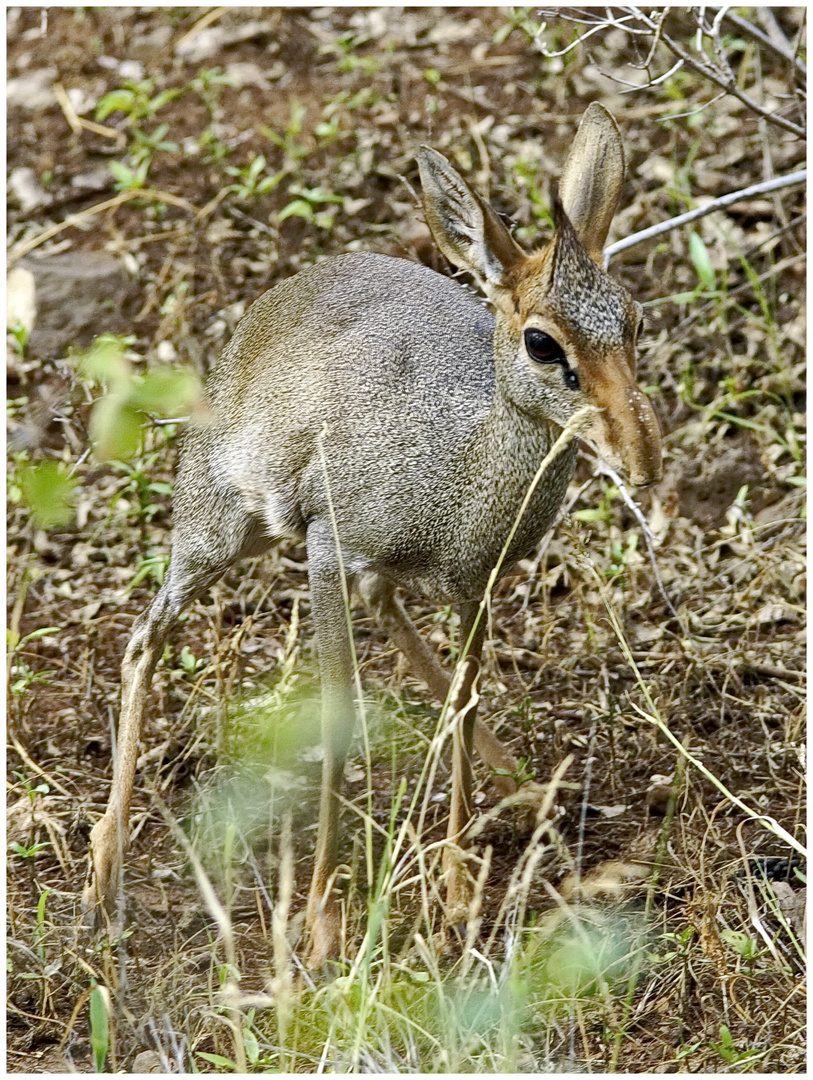 Das Günther-Dikdik - 2