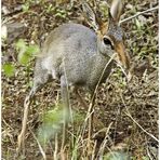 Das Günther-Dikdik - 2