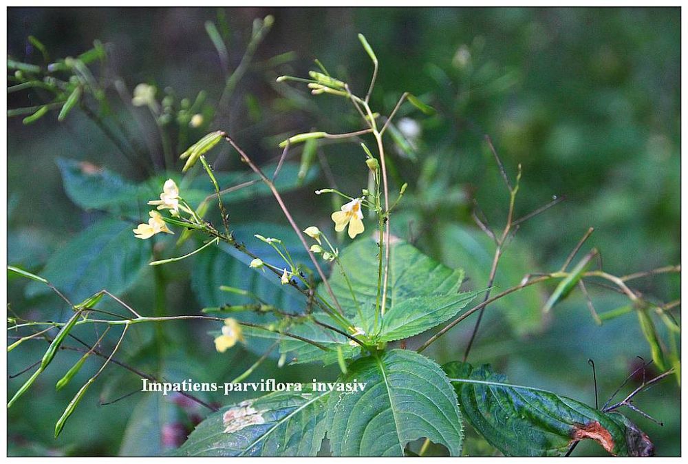 das-Gute-haette-grosse_Blüten_100_3949_Impatiens-parviflora_invasiv