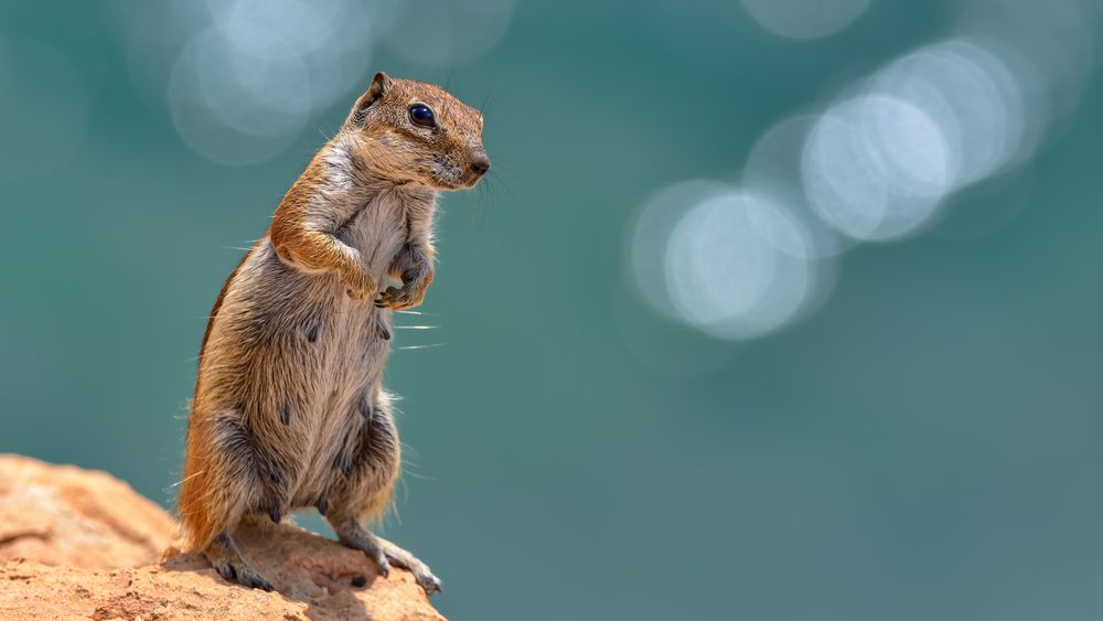 das Gute-Laune Hörnchen