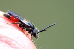 Das Haar fand die kleine Blutbiene