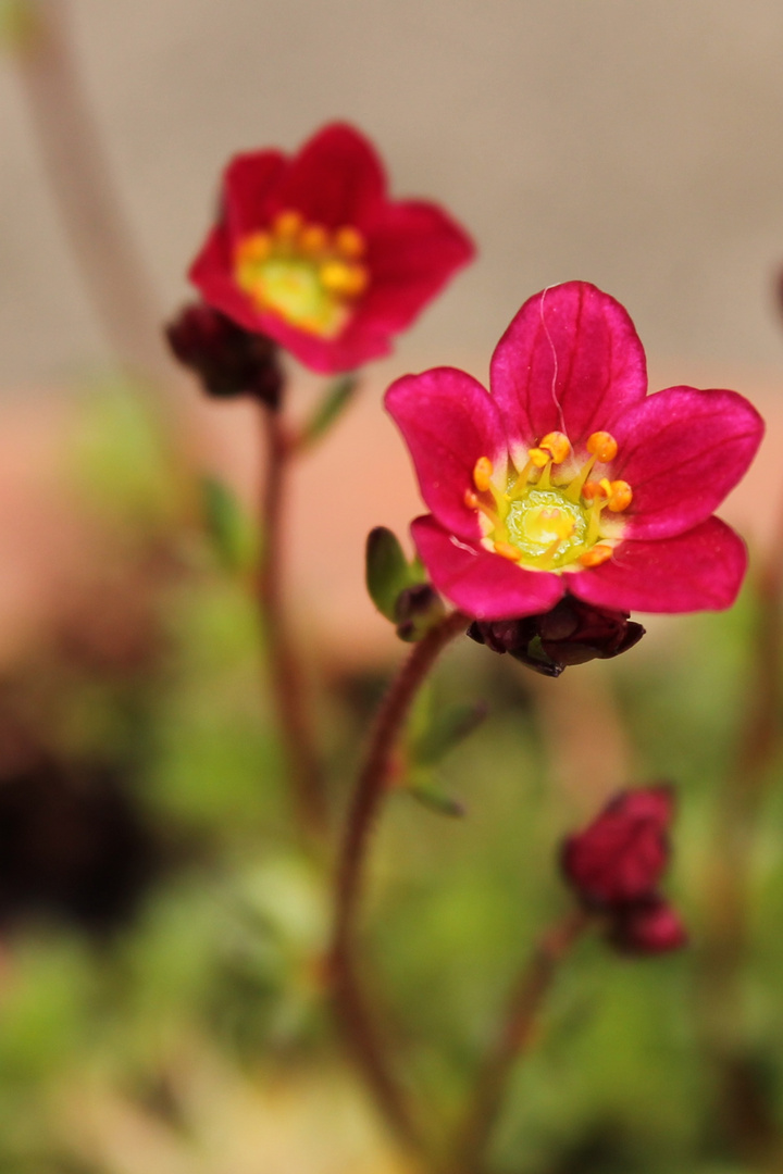 Das Haar in der Suppe... ääh Blume