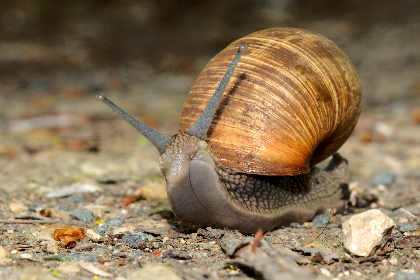 Das Haar, mitten auf dem Weg