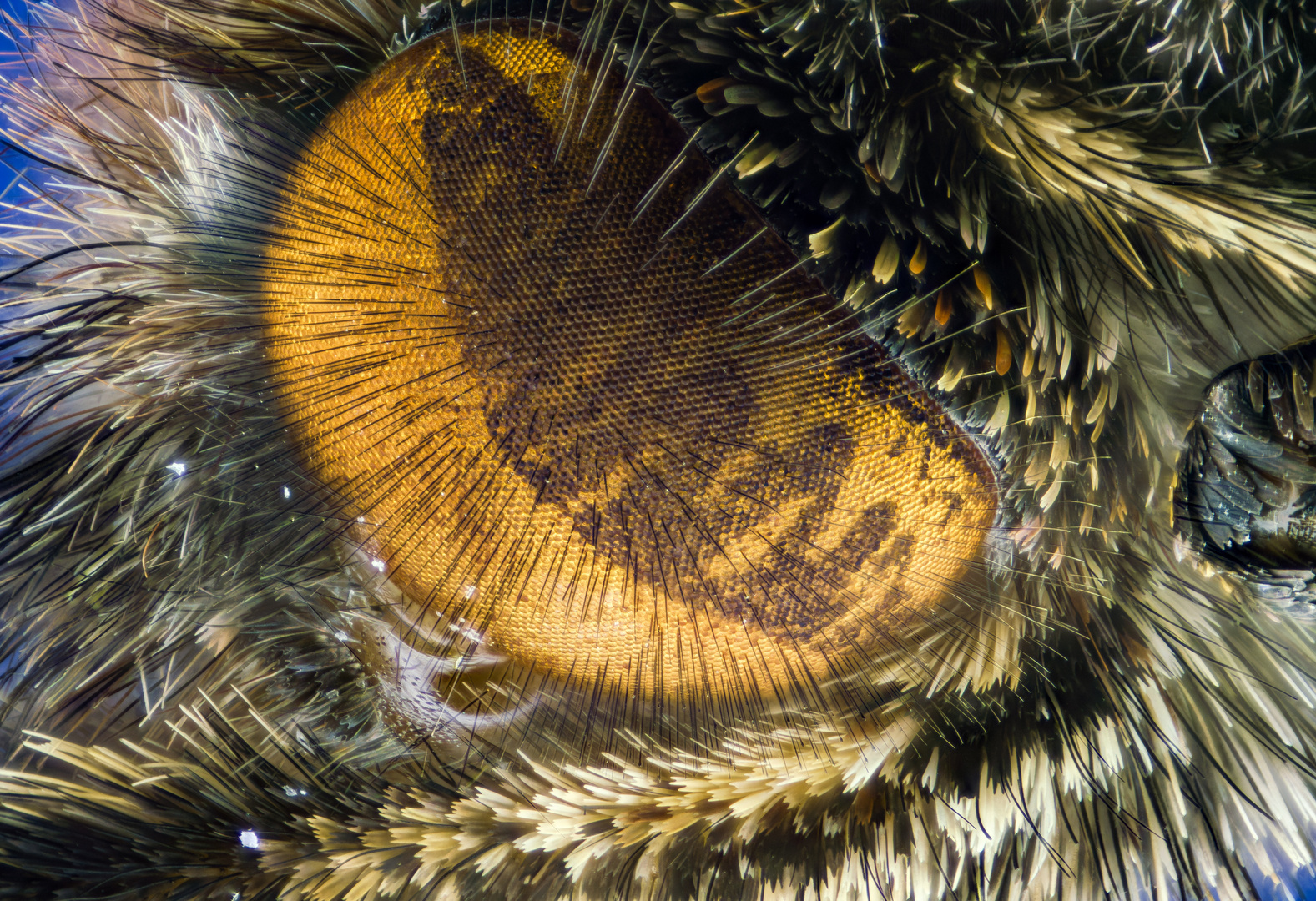 Das haarige Auge eines Schmetterlings