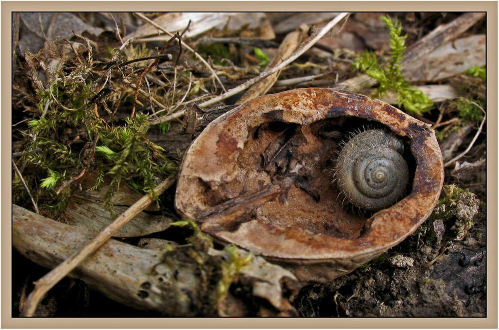 das haarige Schneckchen und sein Schlafgemach...