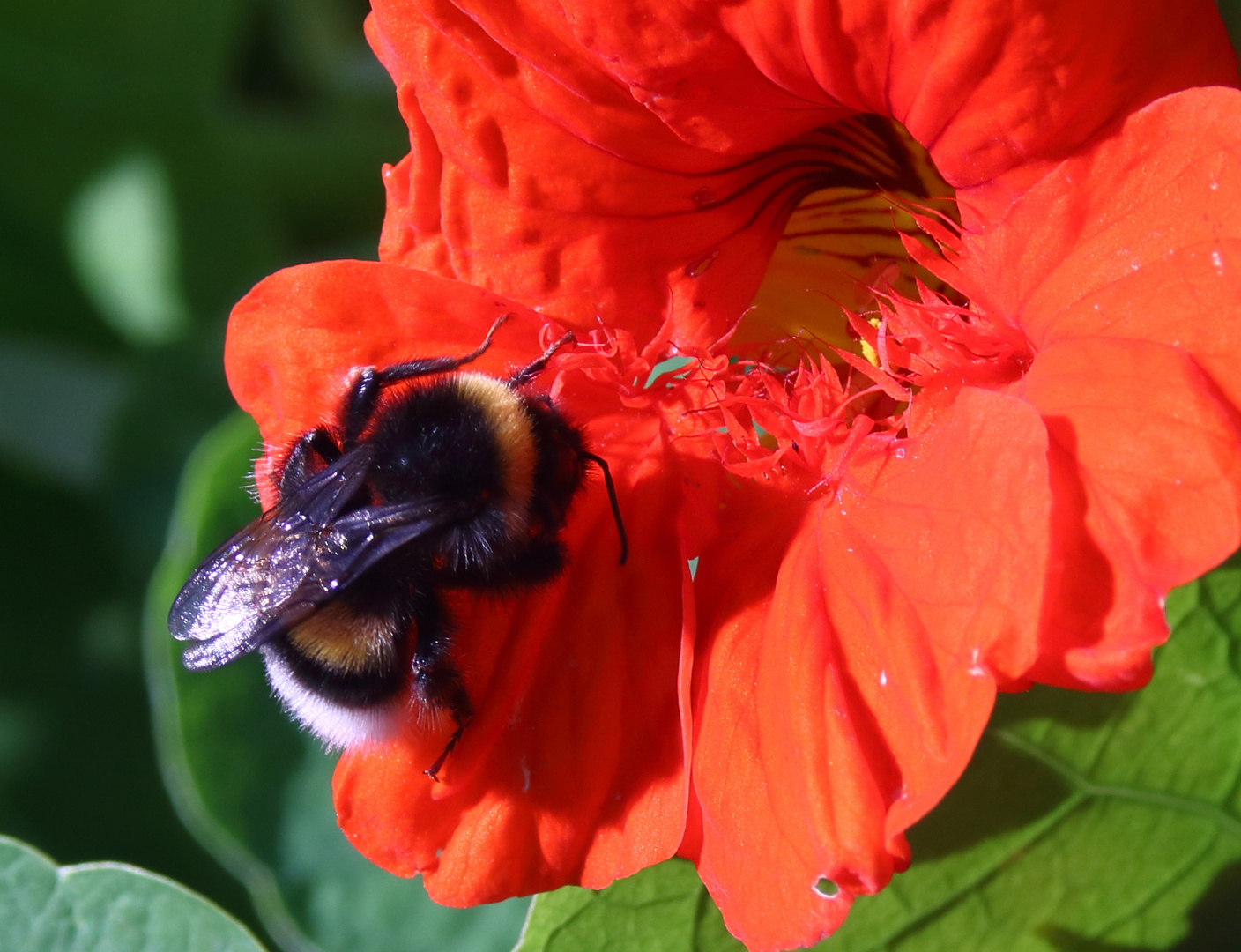 Das haarige Wesen in meinem Garten