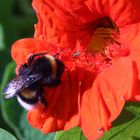 Das haarige Wesen in meinem Garten