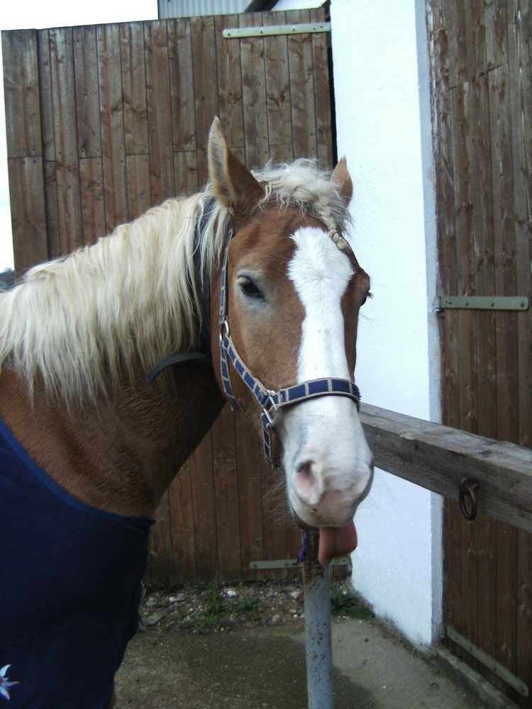 das hält dieses Pferd vom Fotografieren