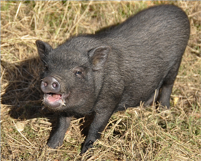 Das Hängebauchschwein....