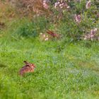 Das Häschen und die Blüten