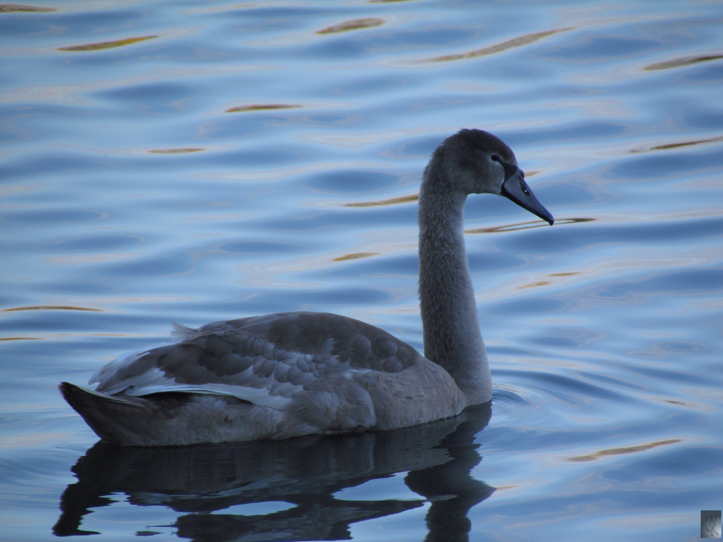 Das hässliche Entlein (Schwan)