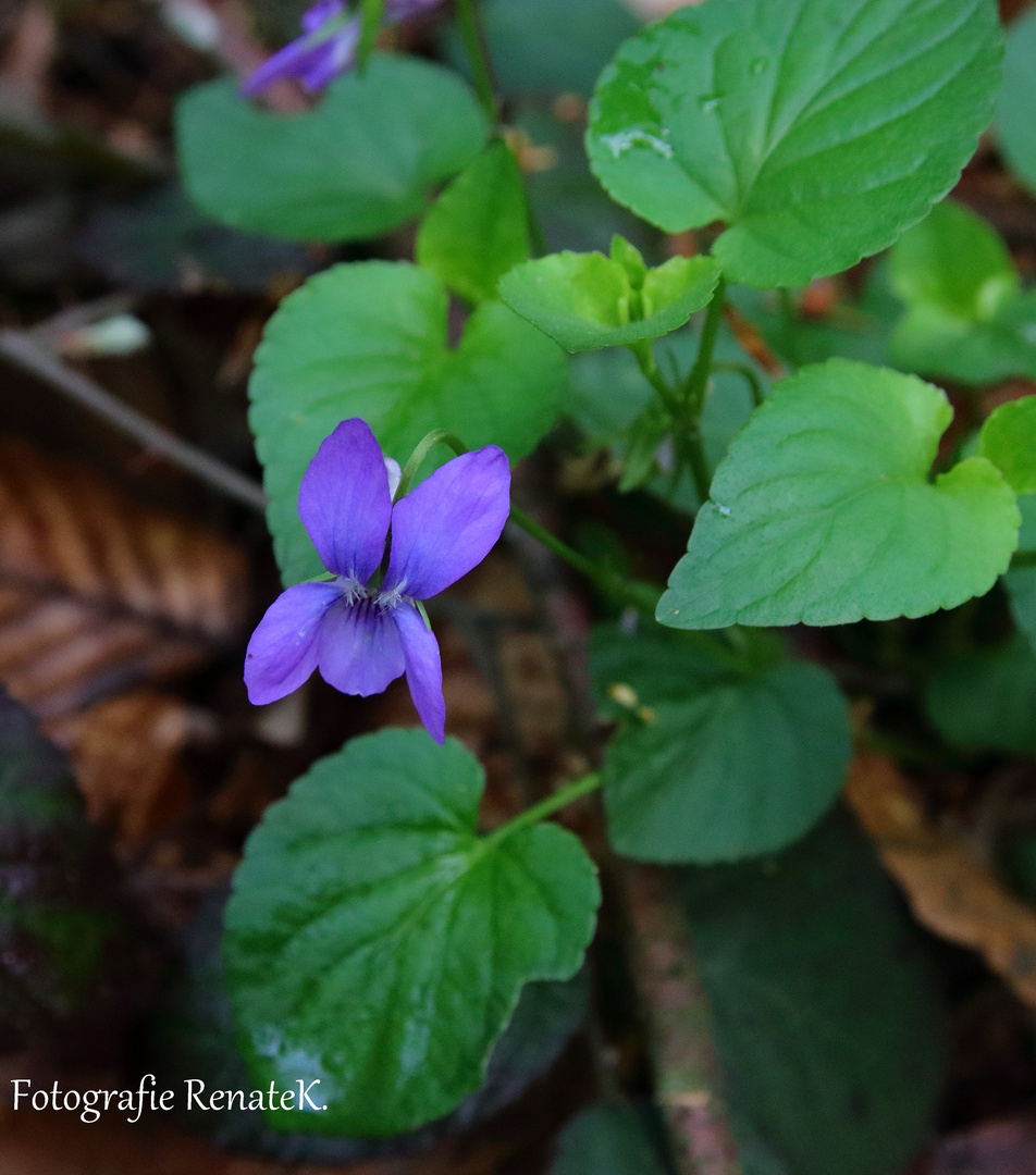 Das Hainveilchen - Viola riviniana (Veilchengewächse)