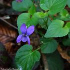 Das Hainveilchen - Viola riviniana (Veilchengewächse)