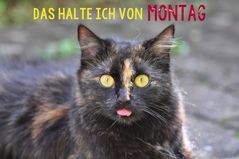 das halte ich von Montag