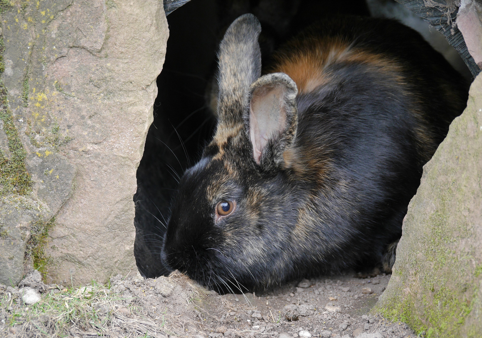 das Harlekin Kaninchen hatte den Durchblick