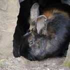 das Harlekin Kaninchen hatte den Durchblick