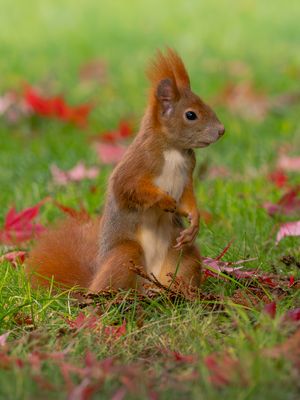 Das hat man nun davon.....