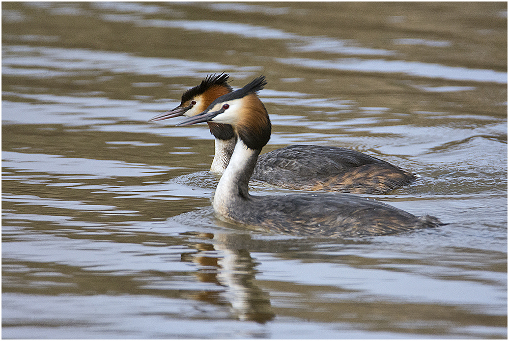 Das Haubentaucherpaar (Podiceps cristatus) übte . . .