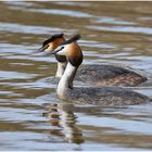 Das Haubentaucherpaar (Podiceps cristatus) übte . . .