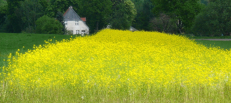 Das Haus am Feld