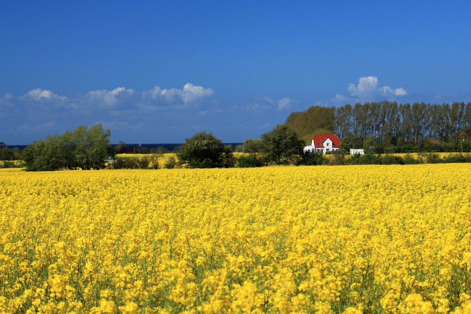 Das Haus am Raps