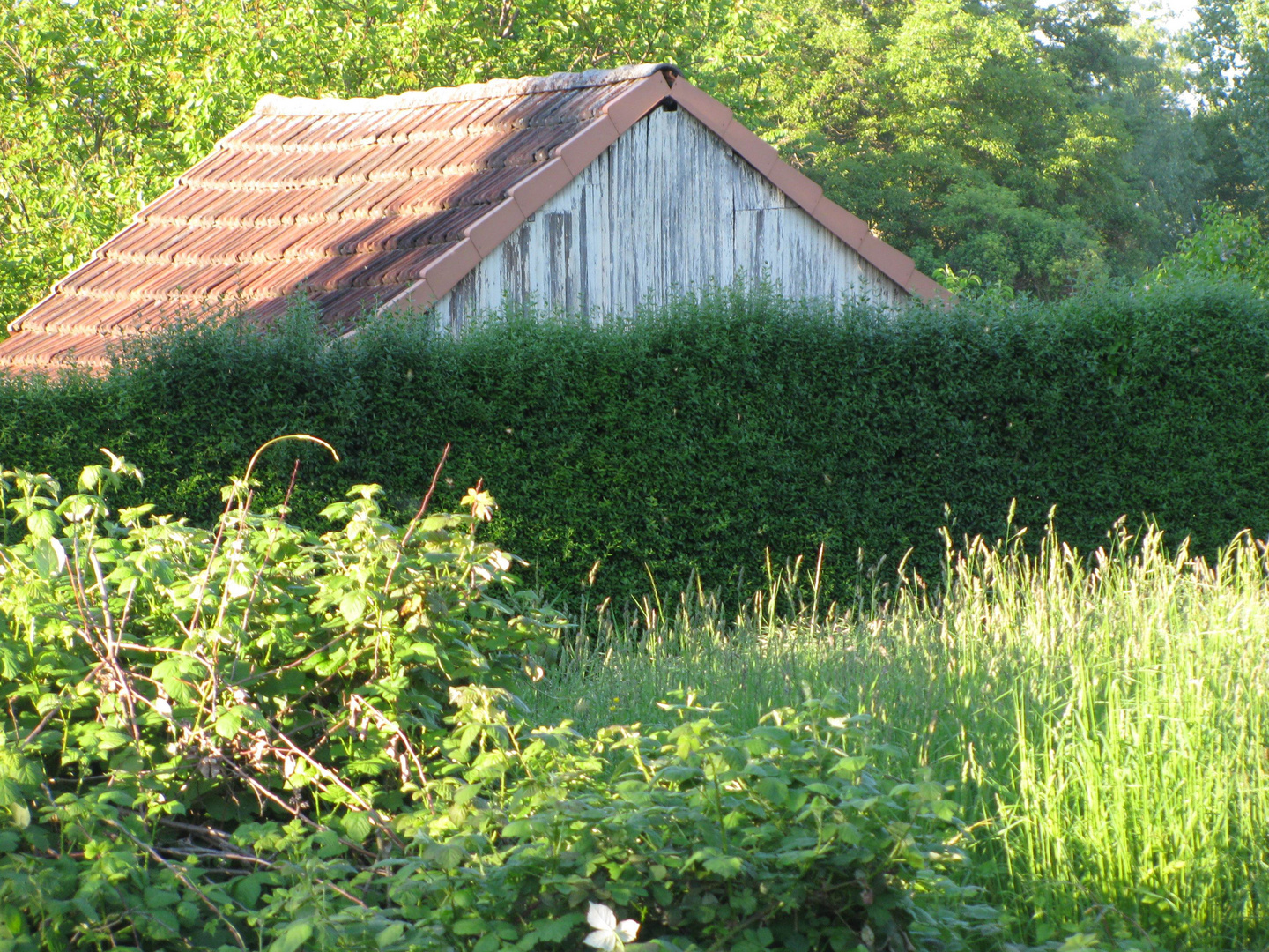 Das Haus hinter der Hecke