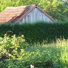 Das Haus hinter der Hecke