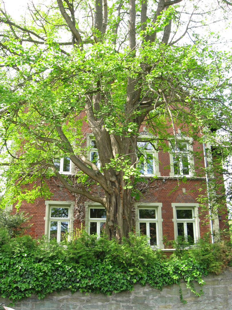 Das Haus im verwunschenen Garten