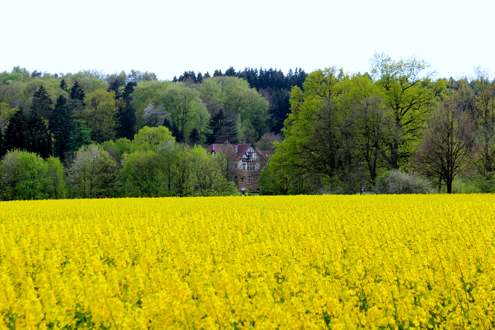 das Haus im Wald