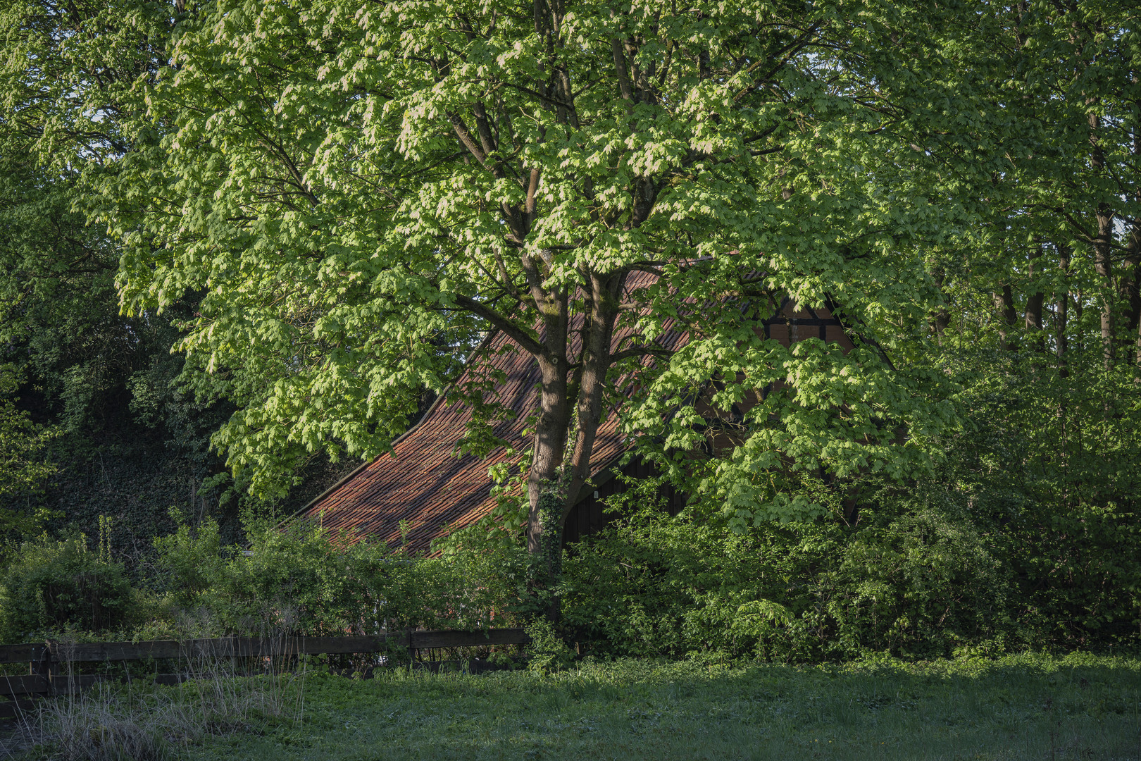 Das Haus im Wald 