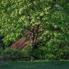 Das Haus im Wald 