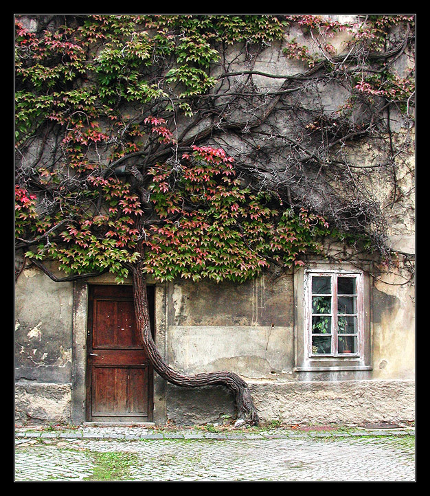 das Haus und der Baum