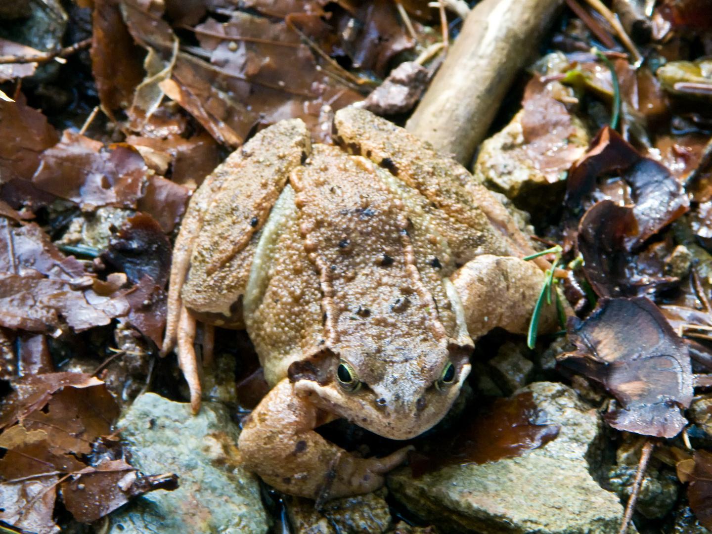 Das Hauskopf Grasfrosch Model