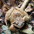 Das Hauskopf Grasfrosch Model