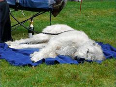 "Das haut selbst den stärksten (Hund) um..."