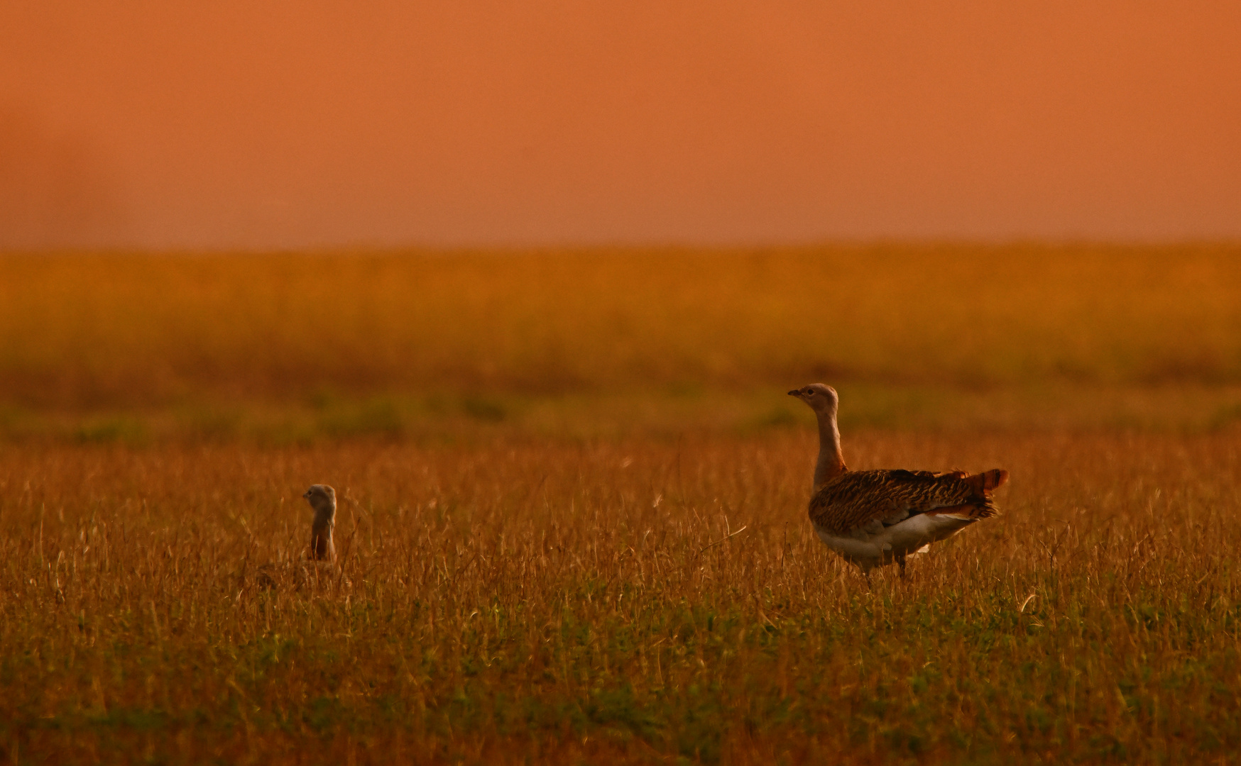 Das Havelländische Luch: Ein Abend im Naturparadies