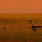 Das Havelländische Luch: Ein Abend im Naturparadies