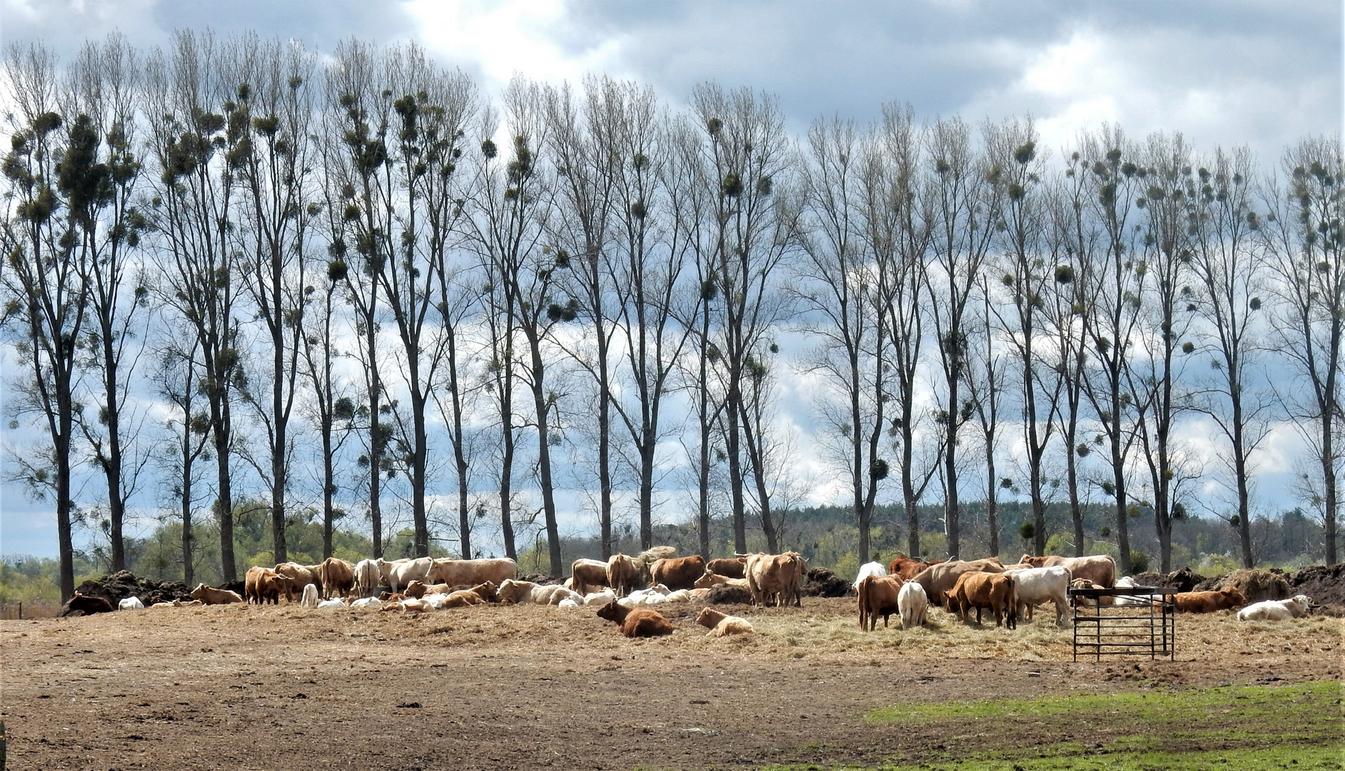 Das Havelland bei Wustermark: Viele Kühe machen Mühe