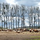 Das Havelland bei Wustermark: Viele Kühe machen Mühe