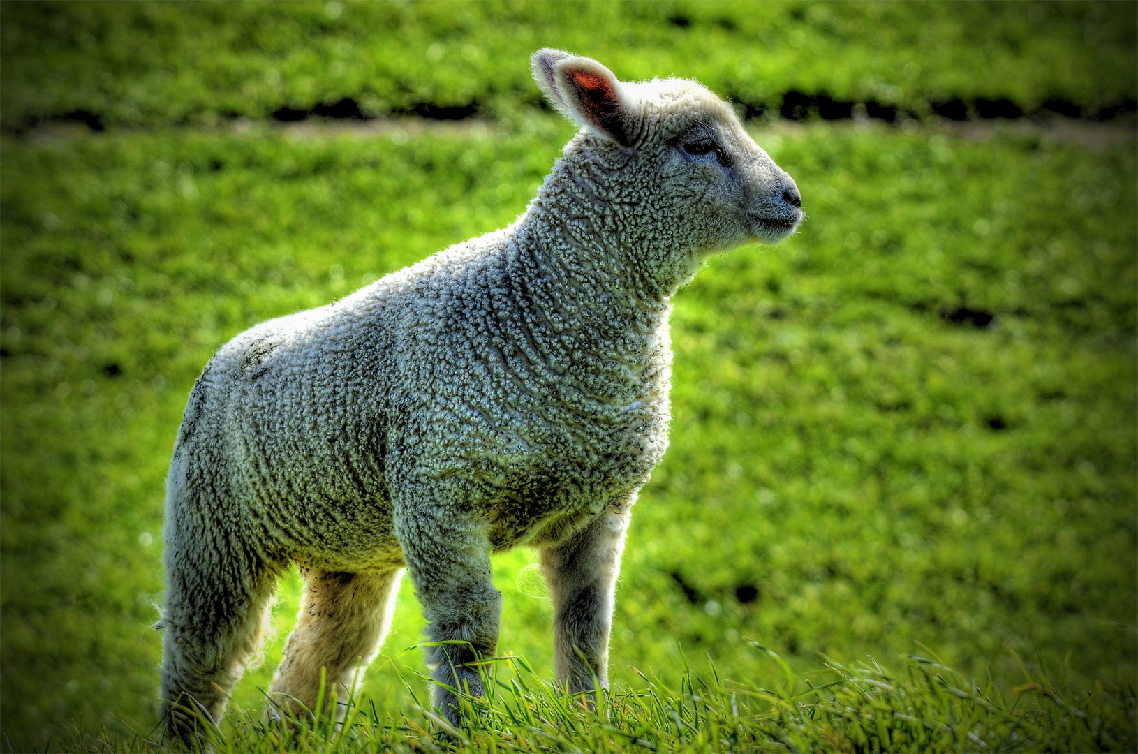 Das HDR-Osterlämmchen