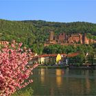 Das Heidelberger Schloss