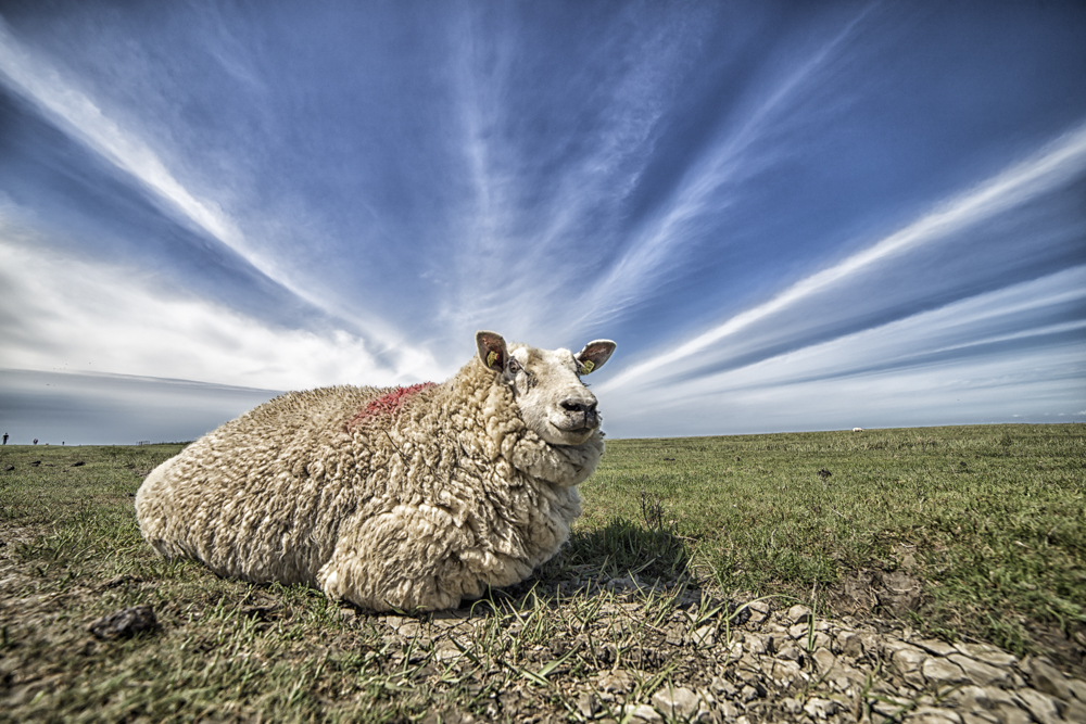 Das heilige Schaf