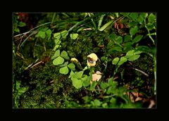 das helle Blatt, hat nicht nur mich angezogen... :-))