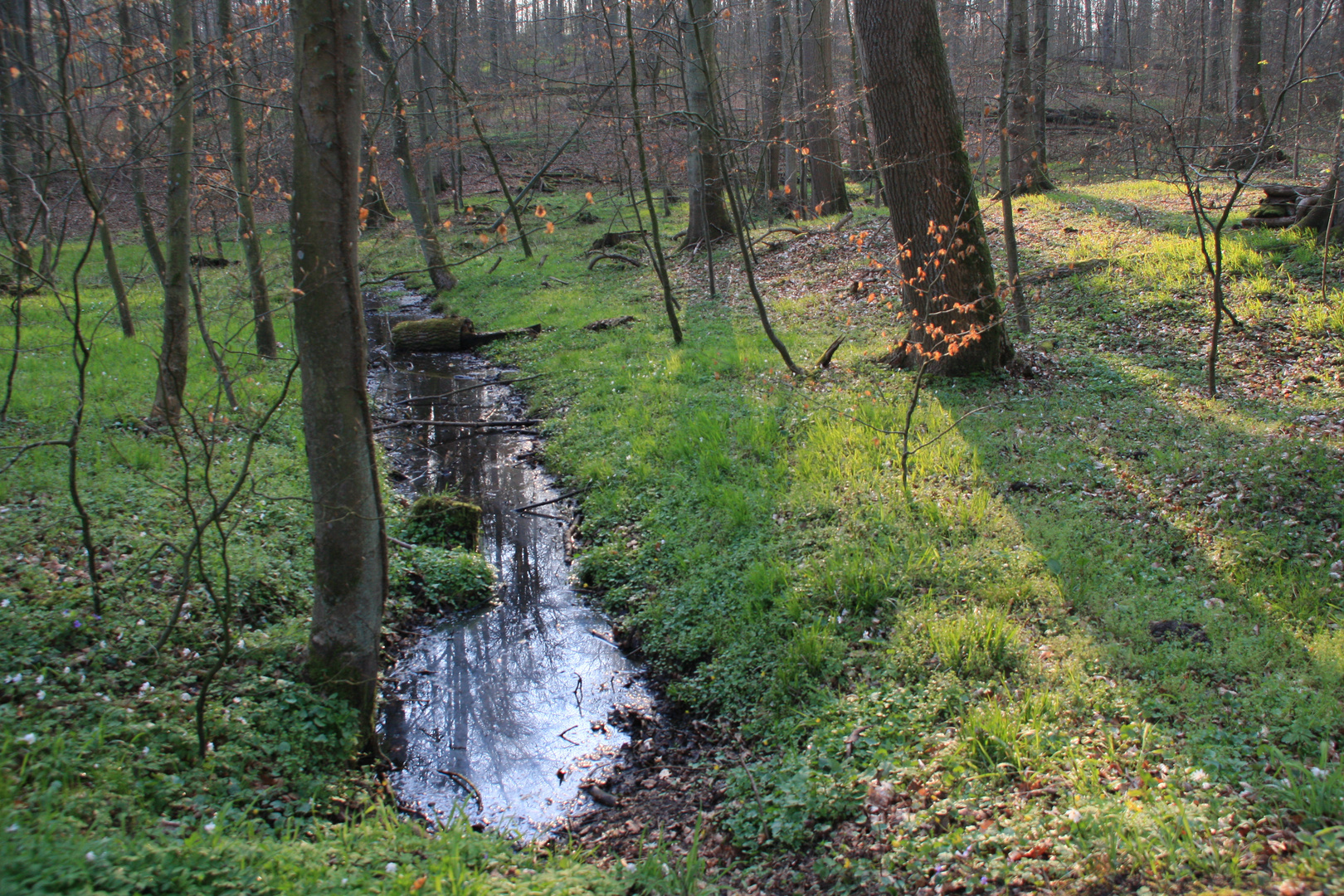 das helle grün