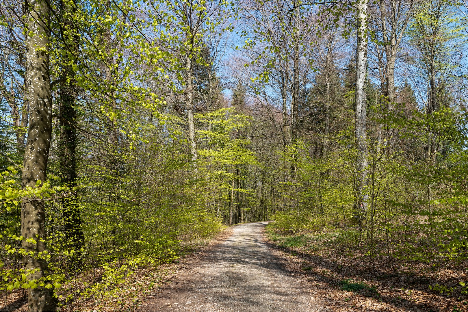 Das helle Grün