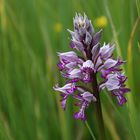 Das Helm-Knabenkraut (Orchis militaris)...